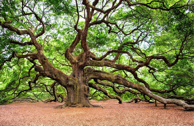 Photography Inspiration